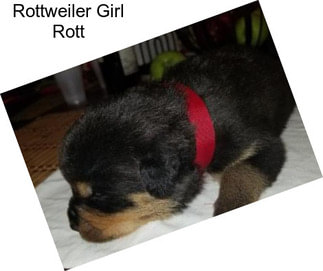 Rottweiler Girl Rott