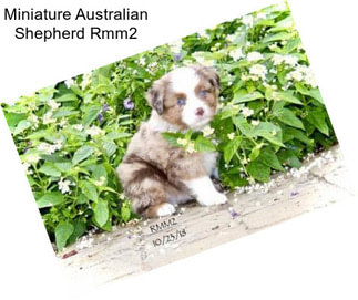 Miniature Australian Shepherd Rmm2