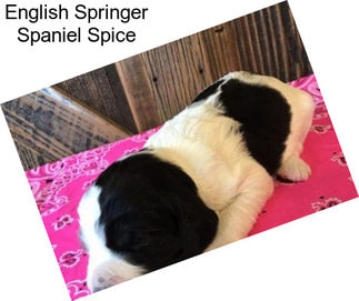 English Springer Spaniel Spice