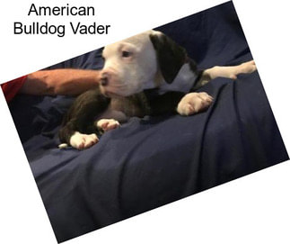 American Bulldog Vader