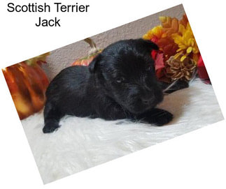 Scottish Terrier Jack