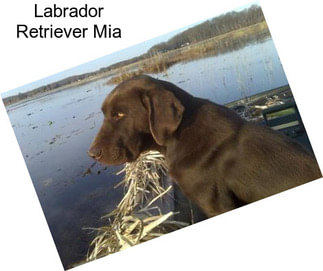 Labrador Retriever Mia
