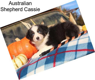 Australian Shepherd Cassie