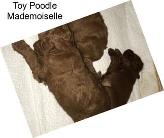 Toy Poodle Mademoiselle
