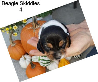 Beagle Skiddles 4