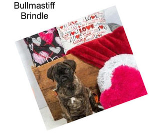 Bullmastiff Brindle