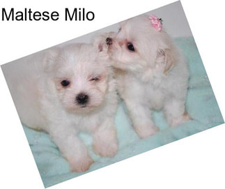 Maltese Milo