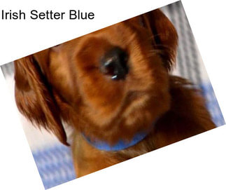 Irish Setter Blue