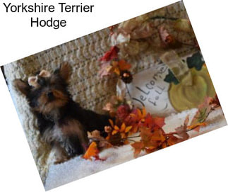 Yorkshire Terrier Hodge