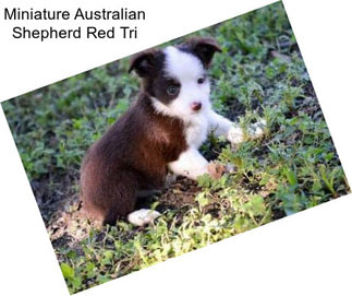 Miniature Australian Shepherd Red Tri