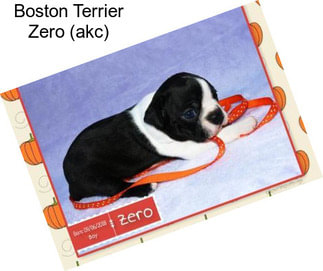Boston Terrier Zero (akc)