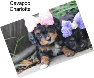 Cavapoo Charlotte