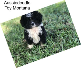 Aussiedoodle Toy Montana