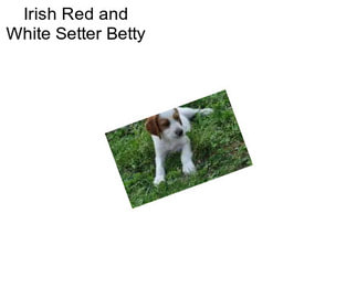 Irish Red and White Setter Betty