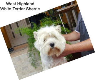 West Highland White Terrier Sherrie