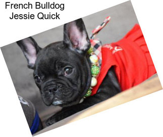 French Bulldog Jessie Quick