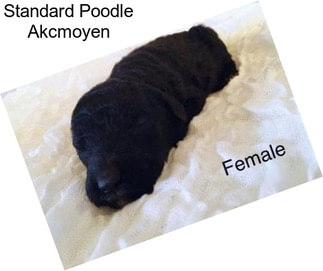 Standard Poodle Akcmoyen