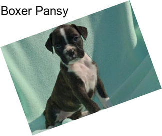 Boxer Pansy