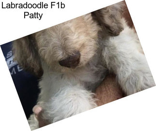 Labradoodle F1b Patty