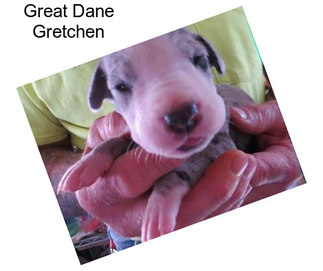 Great Dane Gretchen
