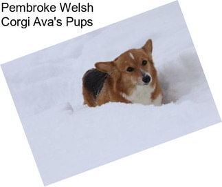 Pembroke Welsh Corgi Ava\'s Pups