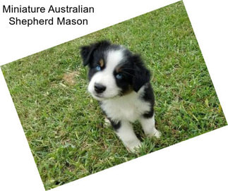 Miniature Australian Shepherd Mason