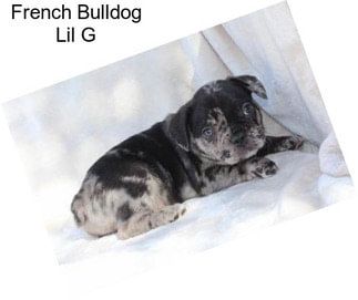 French Bulldog Lil G