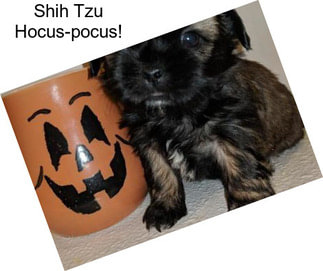 Shih Tzu Hocus-pocus!