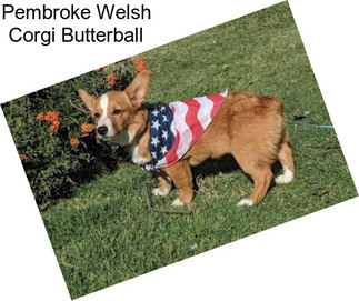 Pembroke Welsh Corgi Butterball