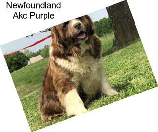 Newfoundland Akc Purple