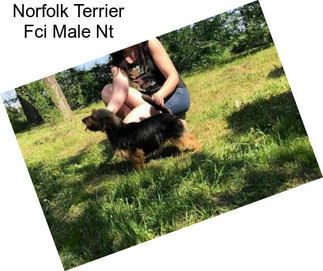 Norfolk Terrier Fci Male Nt