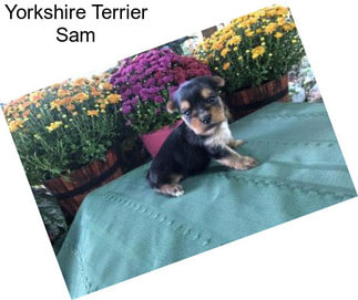 Yorkshire Terrier Sam