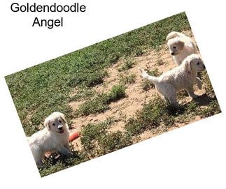 Goldendoodle Angel