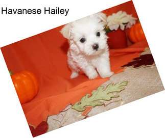 Havanese Hailey