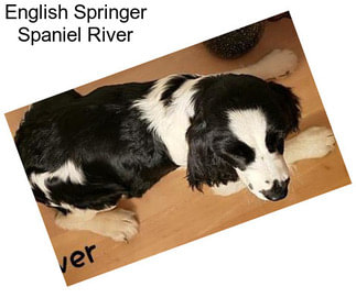 English Springer Spaniel River