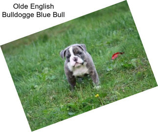 Olde English Bulldogge Blue Bull