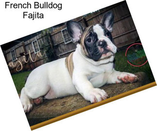 French Bulldog Fajita