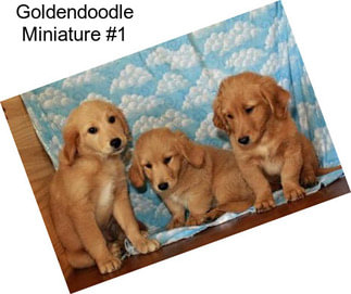 Goldendoodle Miniature #1