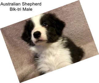 Australian Shepherd Blk-tri Male