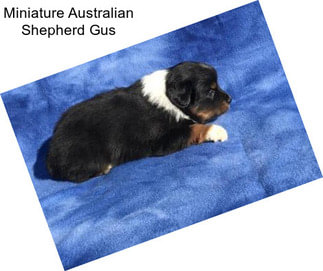 Miniature Australian Shepherd Gus