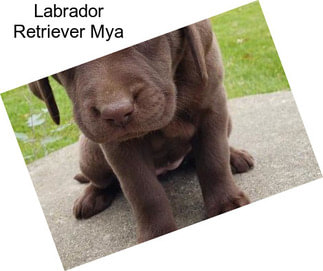 Labrador Retriever Mya