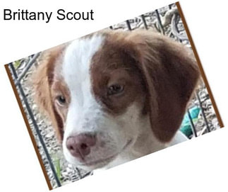 Brittany Scout