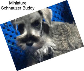 Miniature Schnauzer Buddy