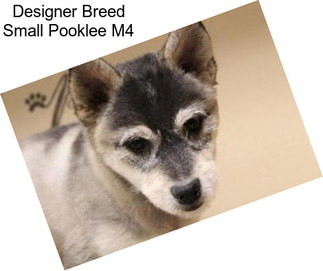 Designer Breed Small Pooklee M4
