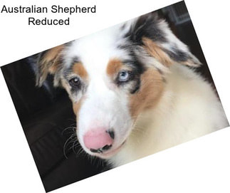 Australian Shepherd Reduced