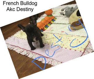 French Bulldog Akc Destiny