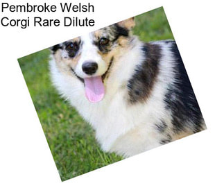 Pembroke Welsh Corgi Rare Dilute