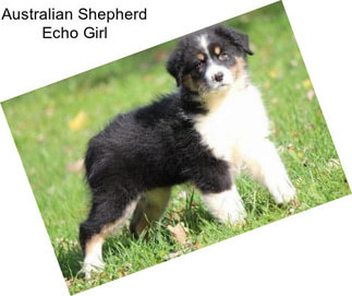 Australian Shepherd Echo Girl