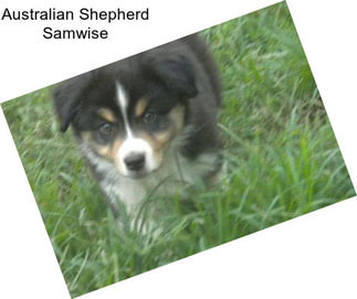 Australian Shepherd Samwise