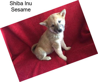 Shiba Inu Sesame